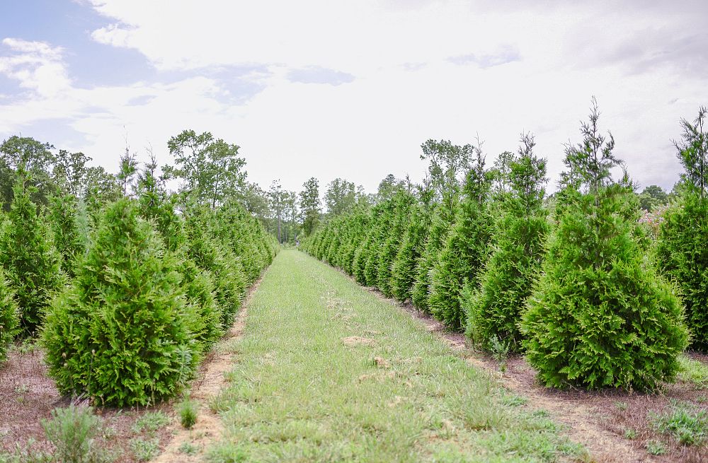 thuja-plicata-green-giant-western-red-cedar-giant-arborvitae