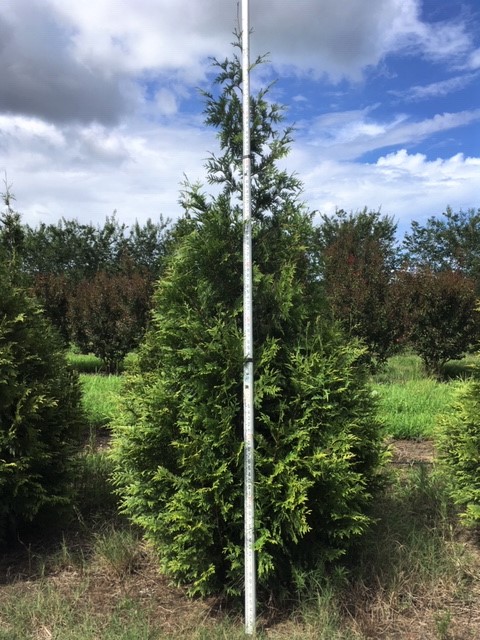thuja-plicata-green-giant-western-red-cedar-giant-arborvitae