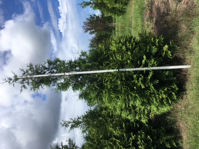thuja-plicata-green-giant-western-red-cedar-giant-arborvitae