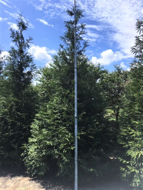 thuja-plicata-green-giant-western-red-cedar-giant-arborvitae