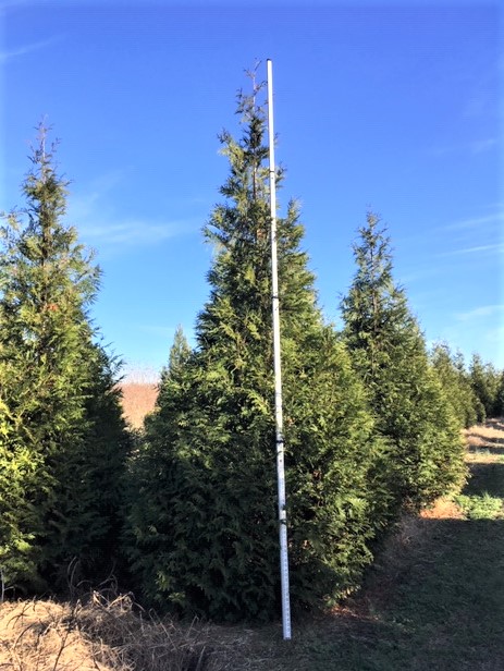 thuja-plicata-green-giant-western-red-cedar-giant-arborvitae