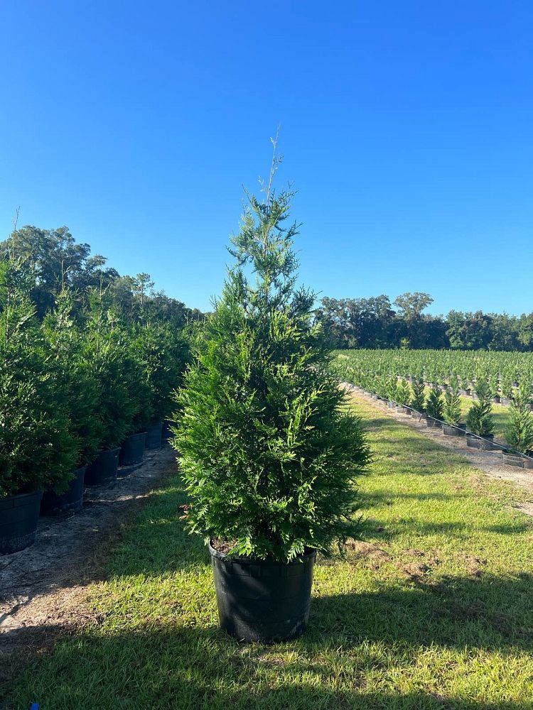 thuja-plicata-green-giant-western-red-cedar-giant-arborvitae