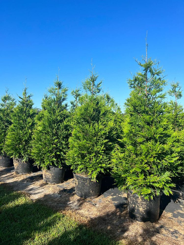 thuja-plicata-green-giant-western-red-cedar-giant-arborvitae