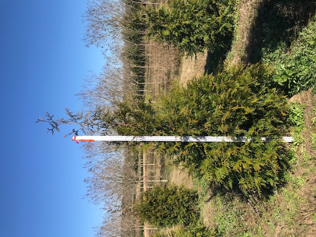 thuja-plicata-green-giant-western-red-cedar-giant-arborvitae