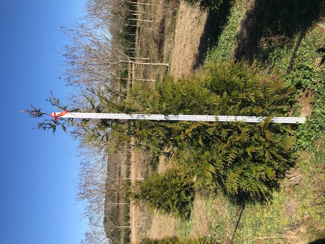 thuja-plicata-green-giant-western-red-cedar-giant-arborvitae