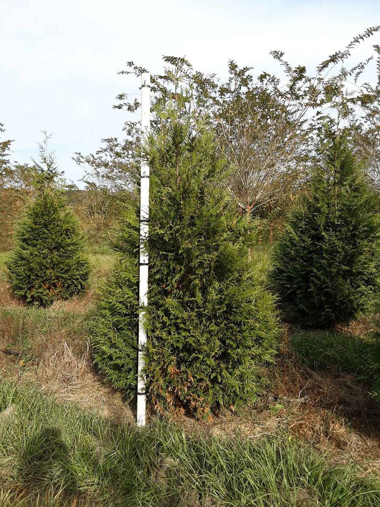 thuja-plicata-green-giant-western-red-cedar-giant-arborvitae