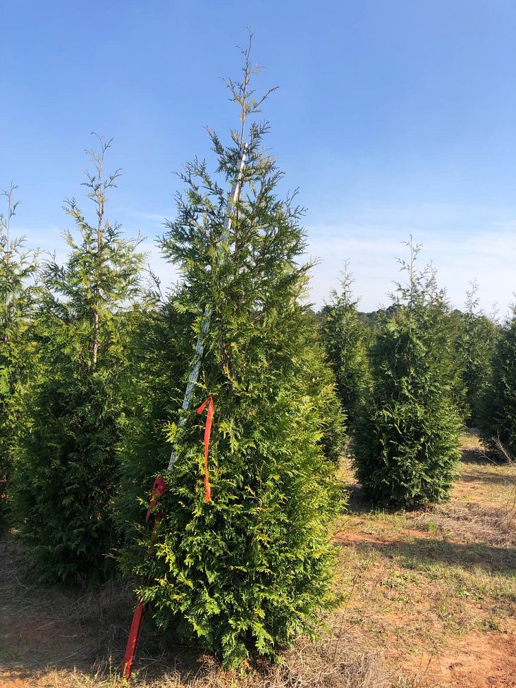 thuja-plicata-green-giant-western-red-cedar-giant-arborvitae