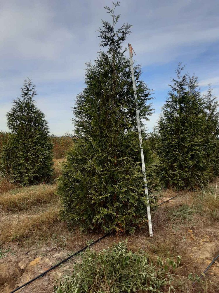 thuja-plicata-green-giant-western-red-cedar-giant-arborvitae