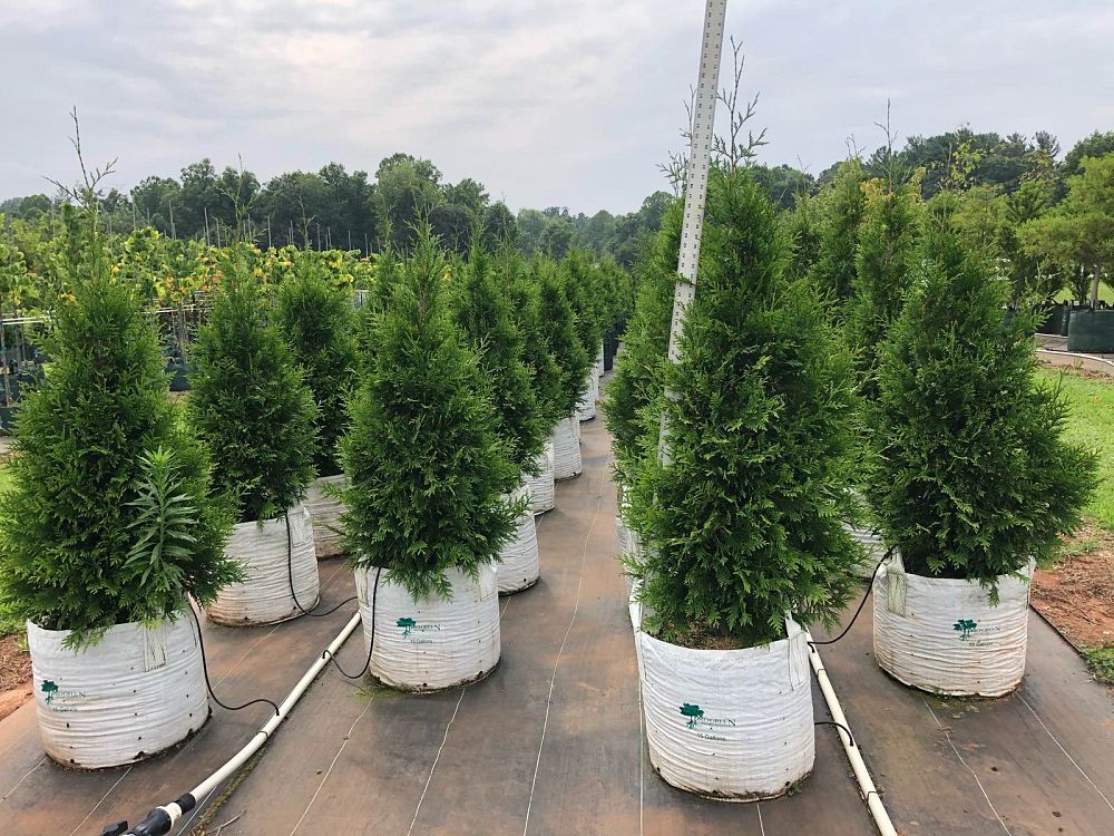 thuja-plicata-green-giant-western-red-cedar-giant-arborvitae