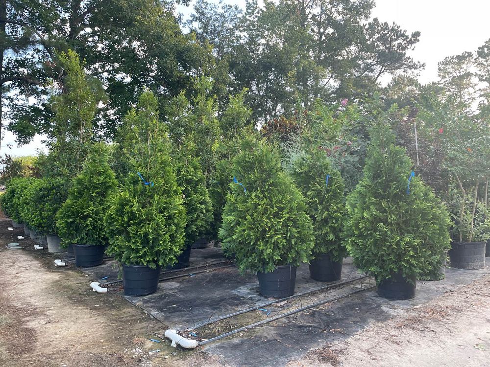 thuja-plicata-green-giant-western-red-cedar-giant-arborvitae