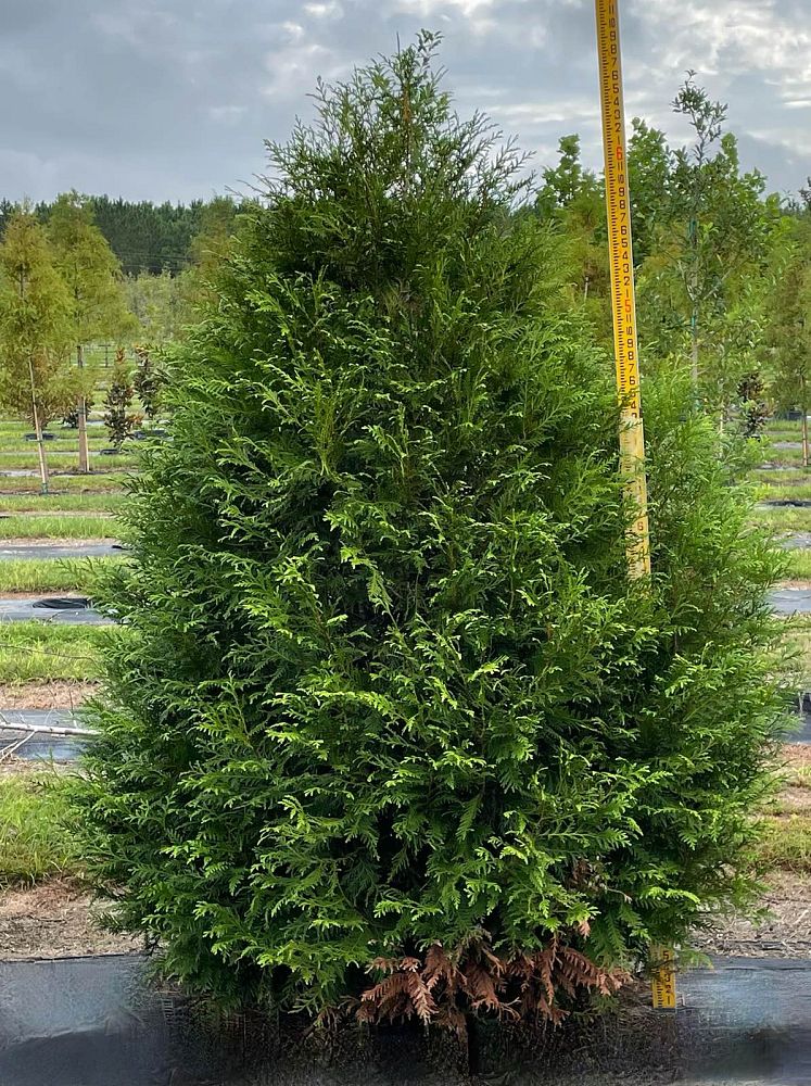 thuja-plicata-green-giant-western-red-cedar-giant-arborvitae