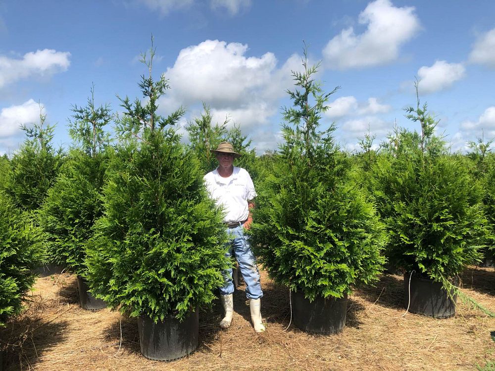thuja-plicata-green-giant-western-red-cedar-giant-arborvitae