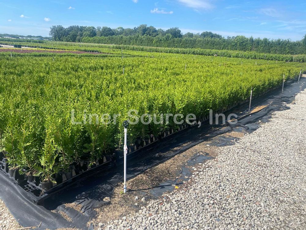 thuja-plicata-green-giant-western-red-cedar-giant-arborvitae