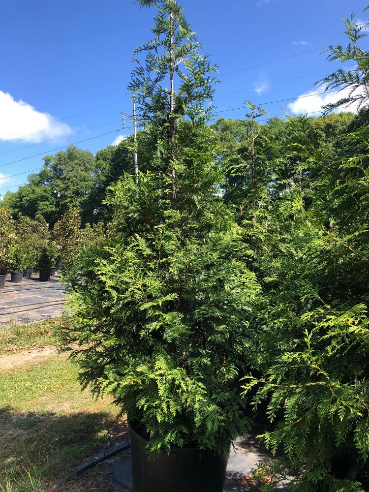 thuja-plicata-green-giant-western-red-cedar-giant-arborvitae