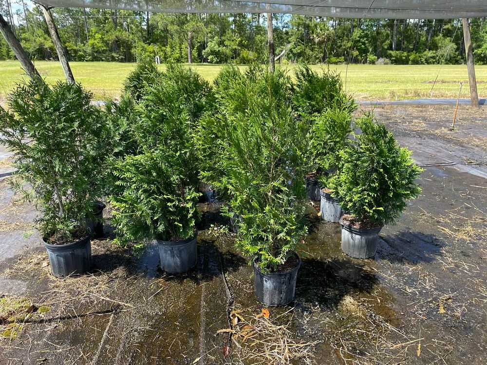 thuja-plicata-green-giant-western-red-cedar-giant-arborvitae