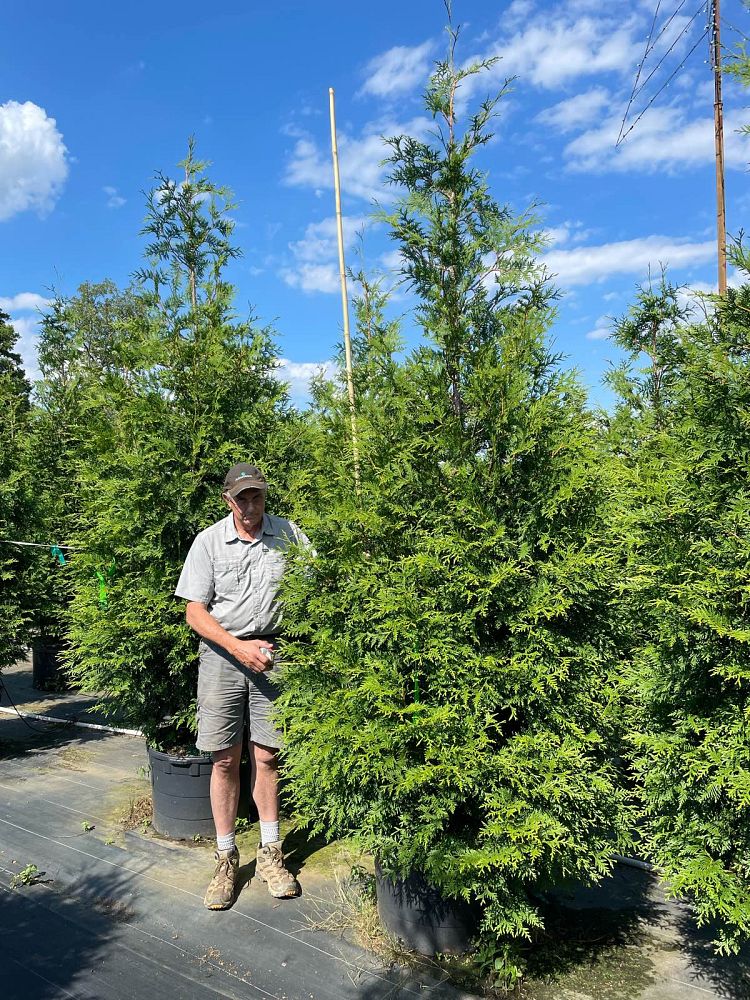 thuja-plicata-green-giant-western-red-cedar-giant-arborvitae