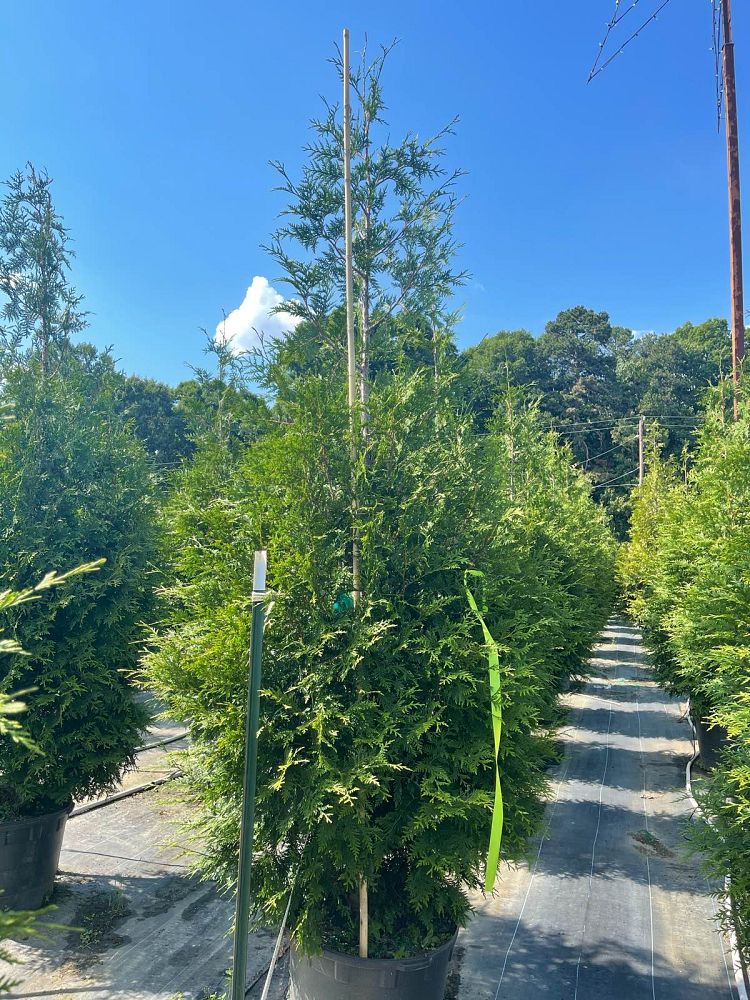 thuja-plicata-green-giant-western-red-cedar-giant-arborvitae