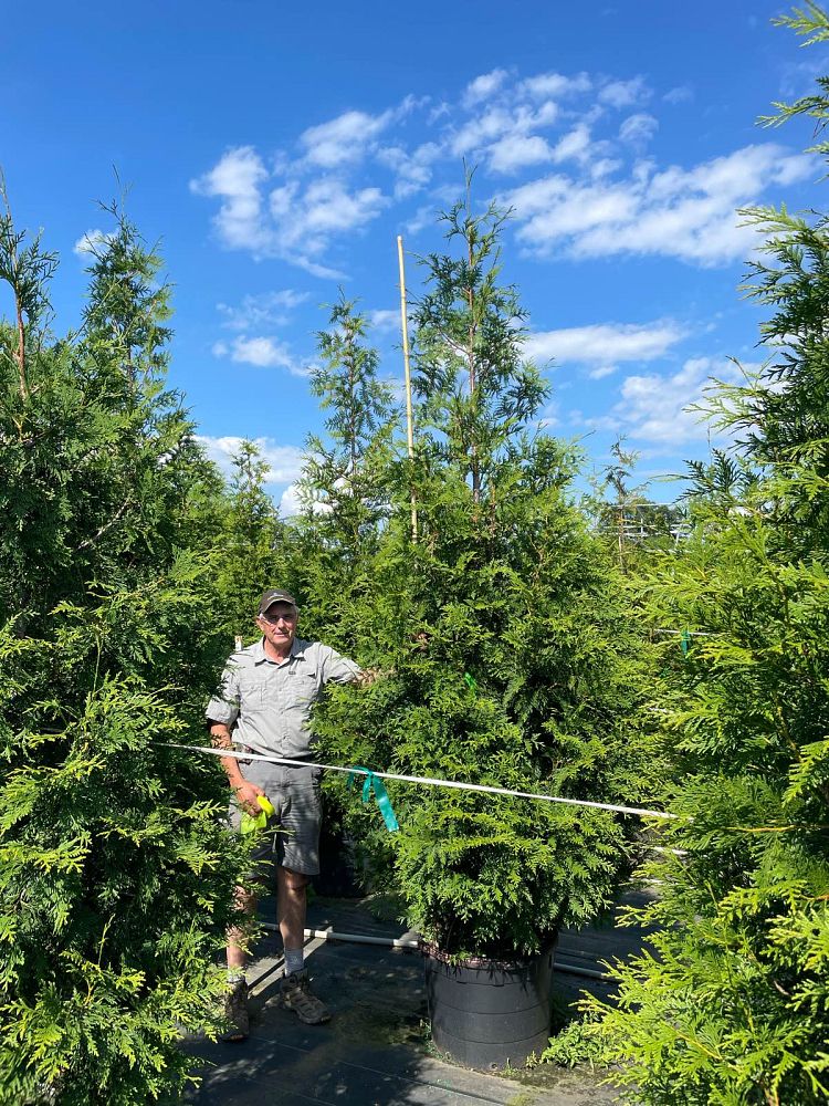 thuja-plicata-green-giant-western-red-cedar-giant-arborvitae