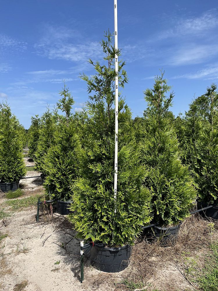 thuja-plicata-green-giant-western-red-cedar-giant-arborvitae