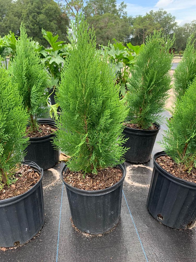 thuja-plicata-green-giant-western-red-cedar-giant-arborvitae