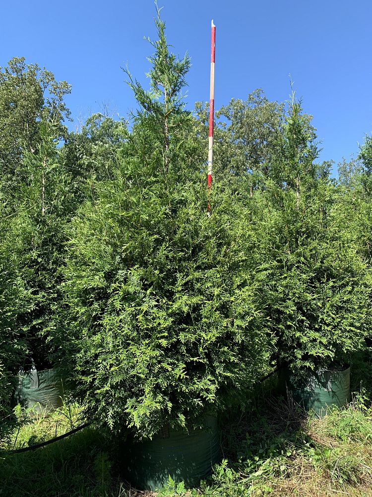 thuja-plicata-green-giant-western-red-cedar-giant-arborvitae