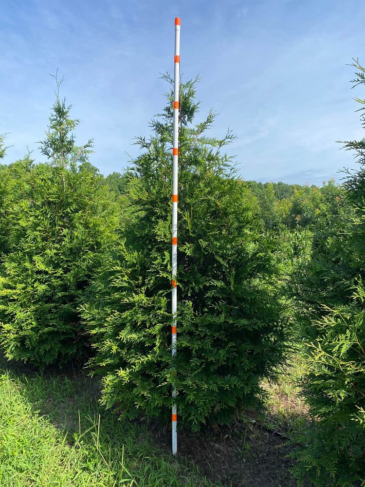 thuja-plicata-green-giant-western-red-cedar-giant-arborvitae