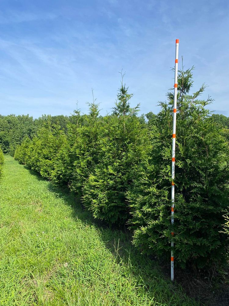 thuja-plicata-green-giant-western-red-cedar-giant-arborvitae