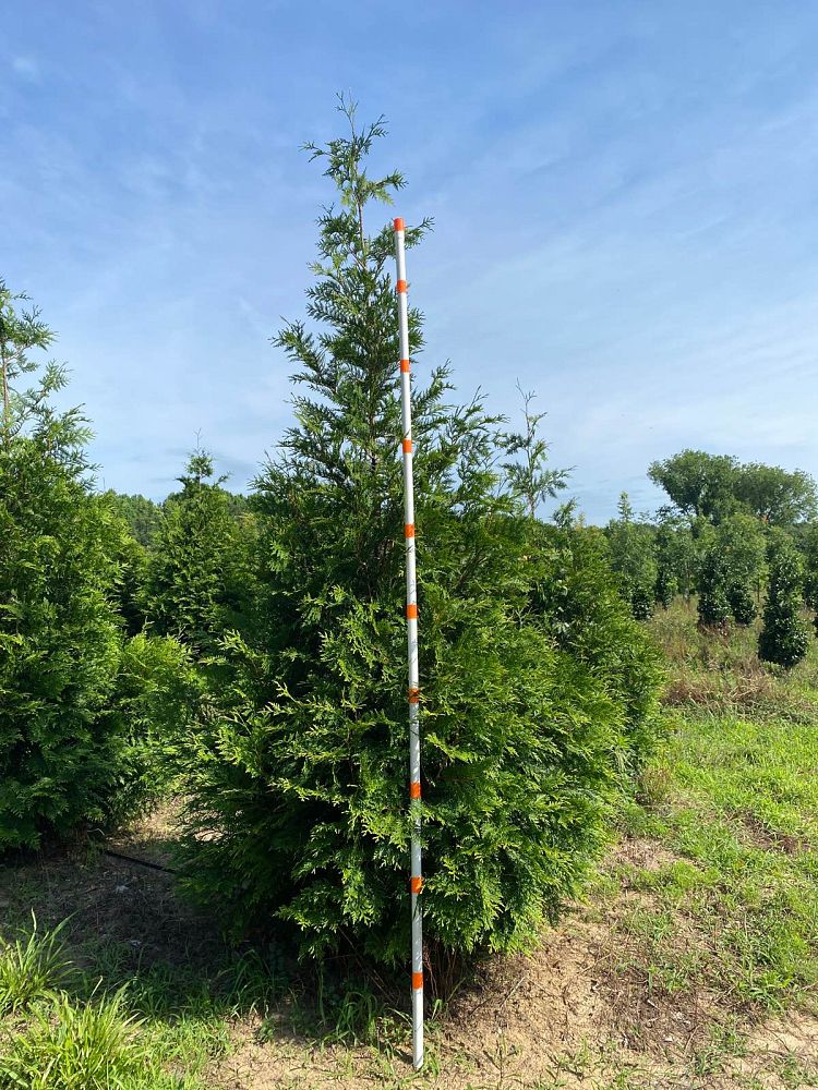 thuja-plicata-green-giant-western-red-cedar-giant-arborvitae