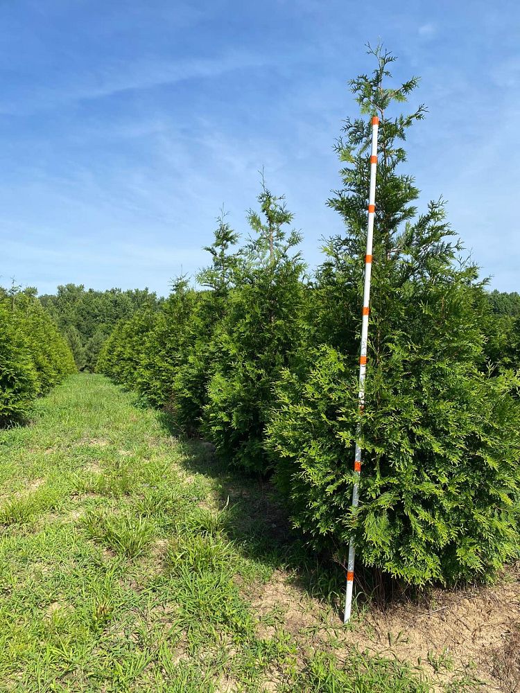 thuja-plicata-green-giant-western-red-cedar-giant-arborvitae