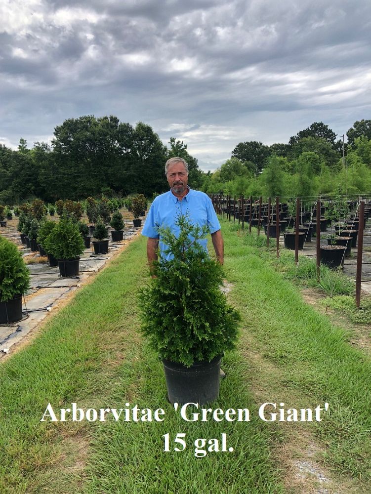 thuja-plicata-green-giant-western-red-cedar-giant-arborvitae