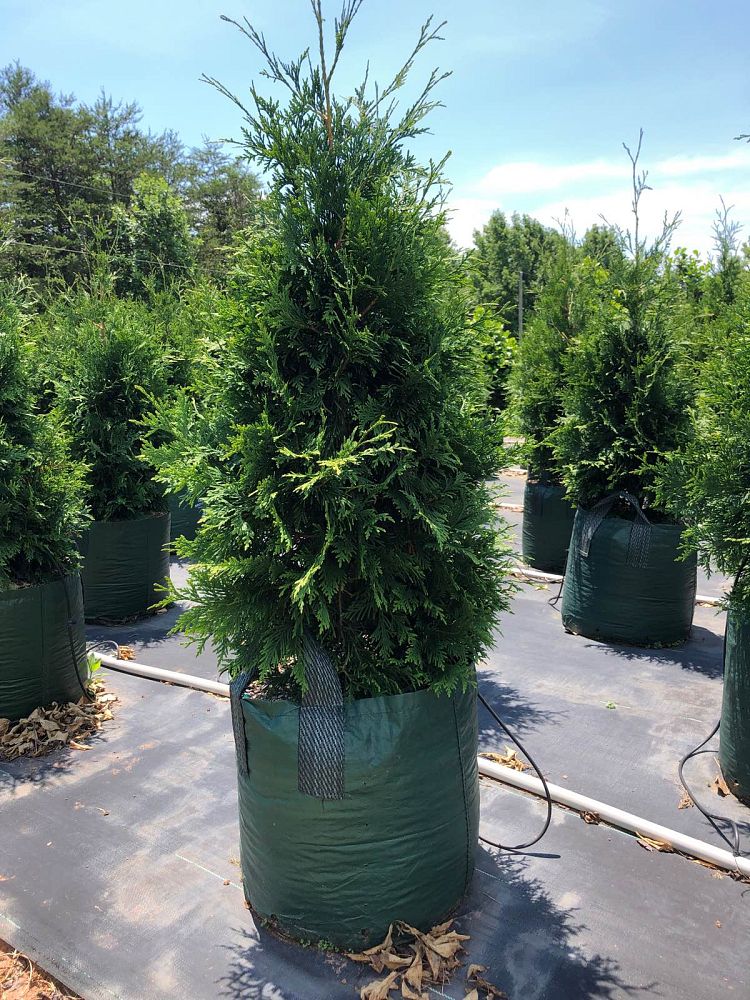 thuja-plicata-green-giant-western-red-cedar-giant-arborvitae