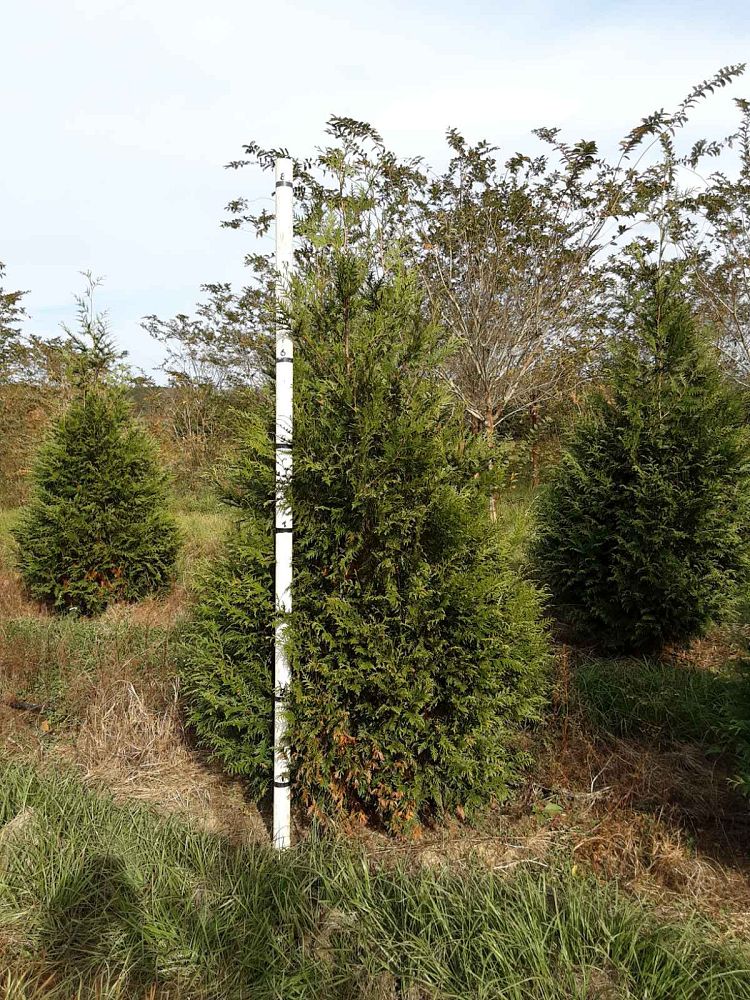 thuja-plicata-green-giant-western-red-cedar-giant-arborvitae
