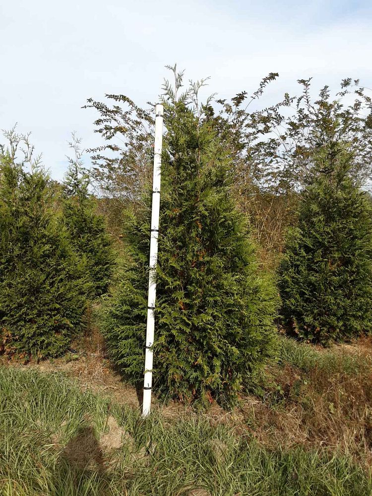 thuja-plicata-green-giant-western-red-cedar-giant-arborvitae