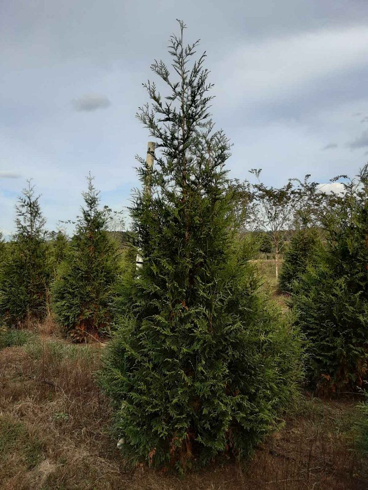 thuja-plicata-green-giant-western-red-cedar-giant-arborvitae