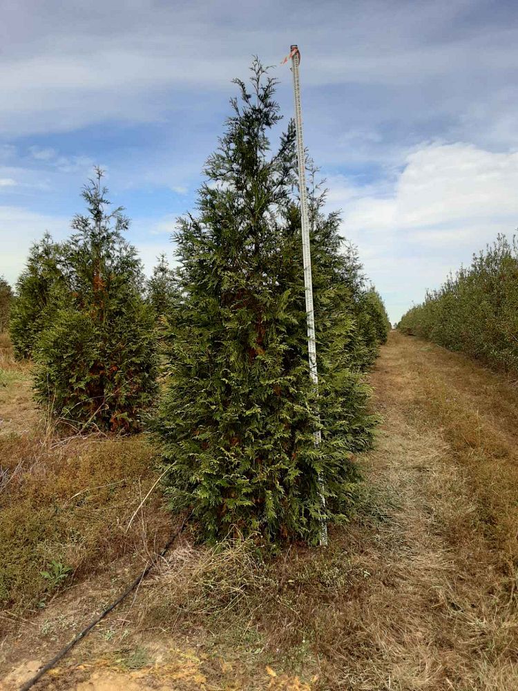 thuja-plicata-green-giant-western-red-cedar-giant-arborvitae
