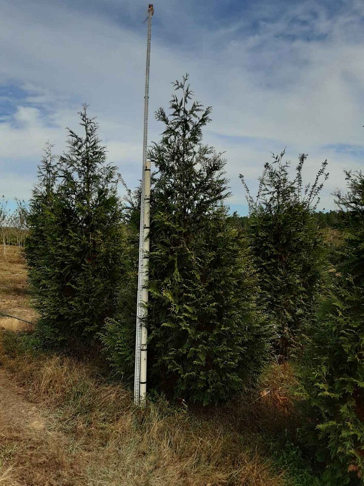thuja-plicata-green-giant-western-red-cedar-giant-arborvitae