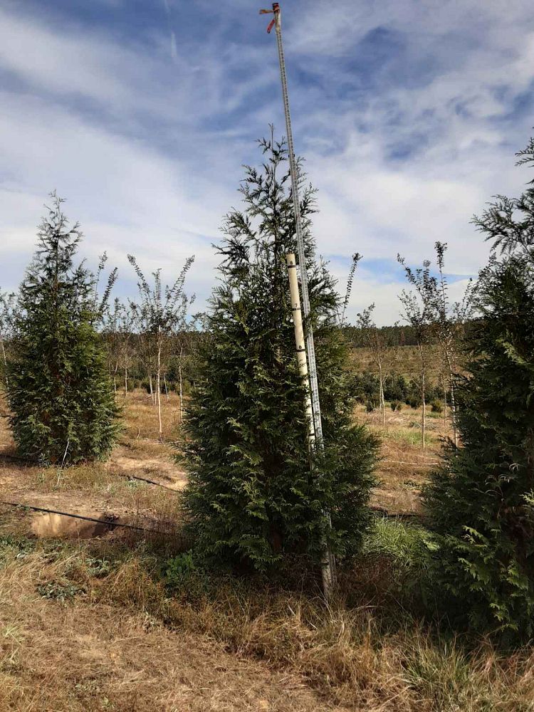thuja-plicata-green-giant-western-red-cedar-giant-arborvitae