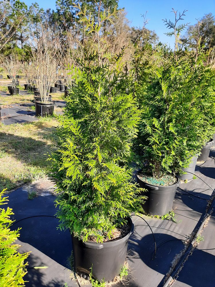 thuja-plicata-green-giant-western-red-cedar-giant-arborvitae