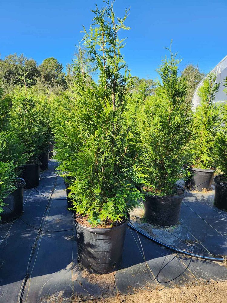 thuja-plicata-green-giant-western-red-cedar-giant-arborvitae