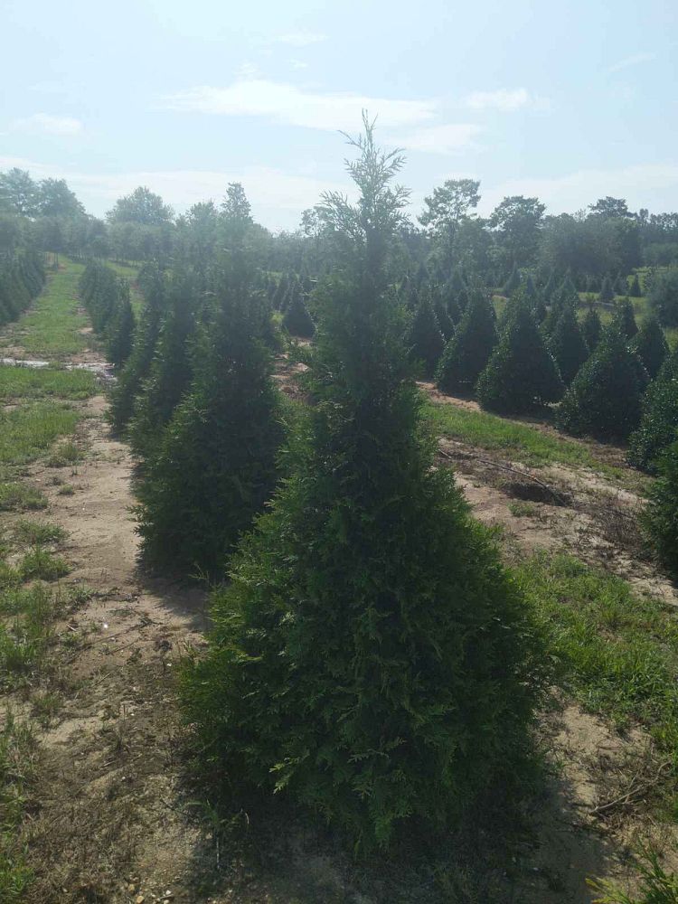 thuja-plicata-green-giant-western-red-cedar-giant-arborvitae