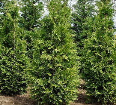 thuja-plicata-green-giant-western-red-cedar-giant-arborvitae