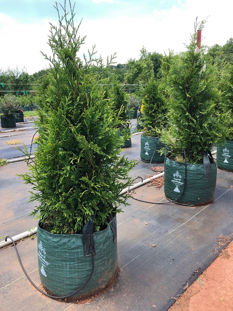 thuja-plicata-green-giant-western-red-cedar-giant-arborvitae