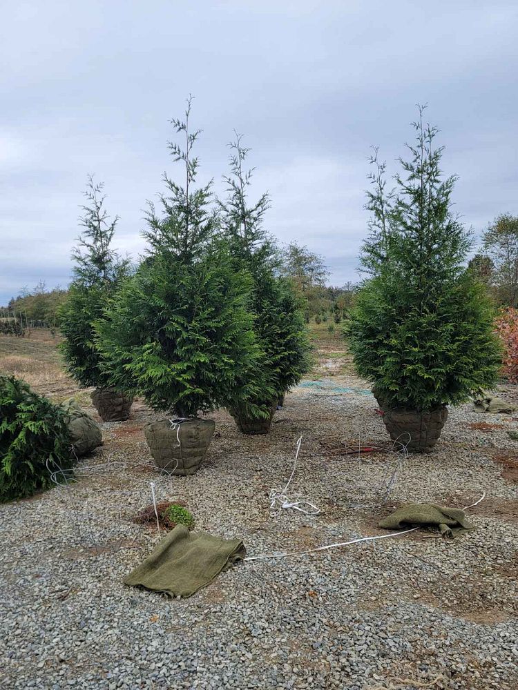 thuja-plicata-green-giant-western-red-cedar-giant-arborvitae