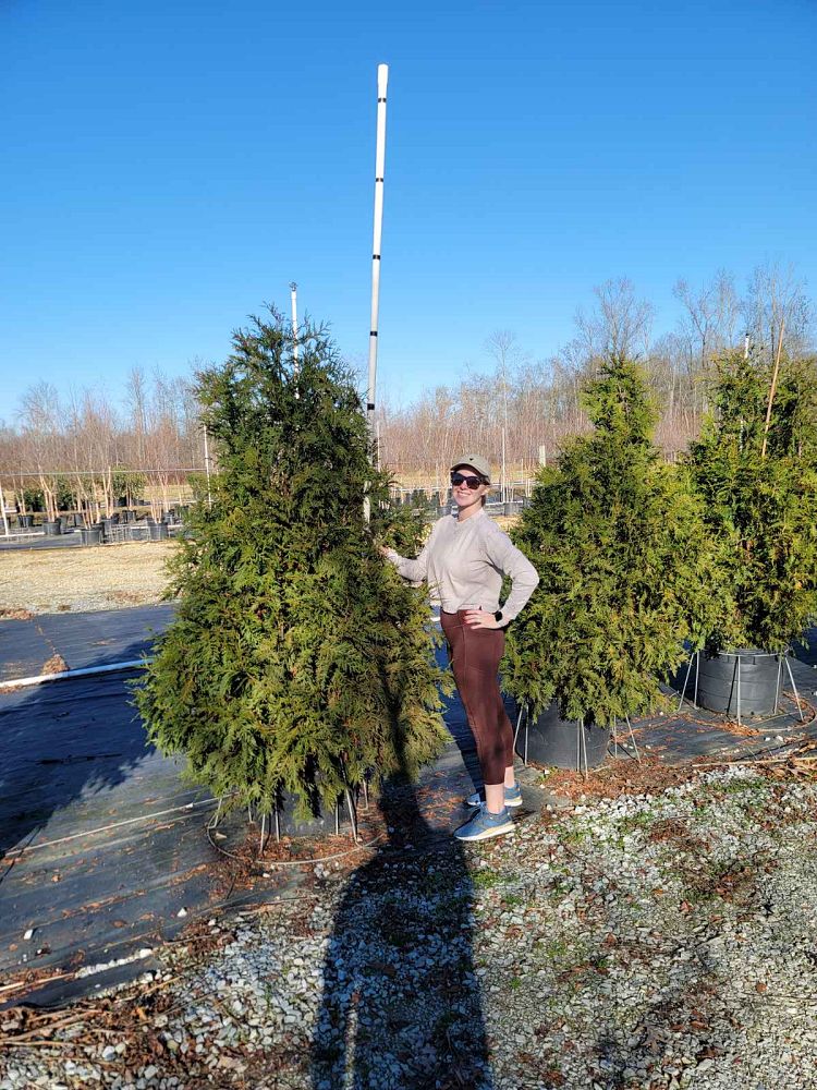 thuja-plicata-green-giant-western-red-cedar-giant-arborvitae