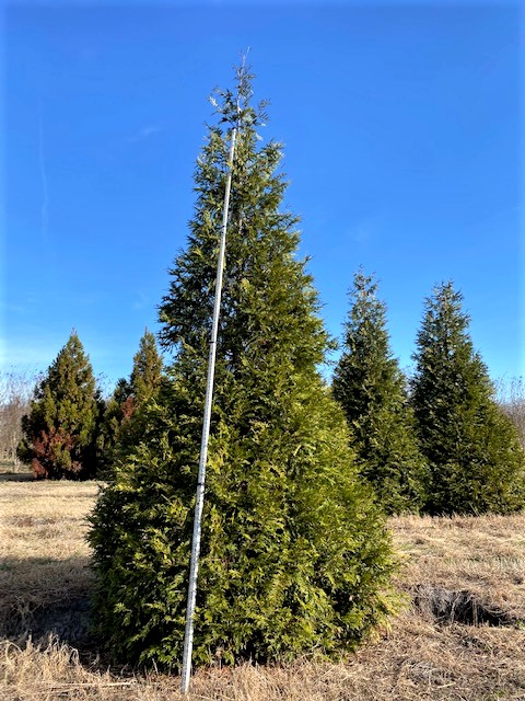 thuja-plicata-green-giant-western-red-cedar-giant-arborvitae