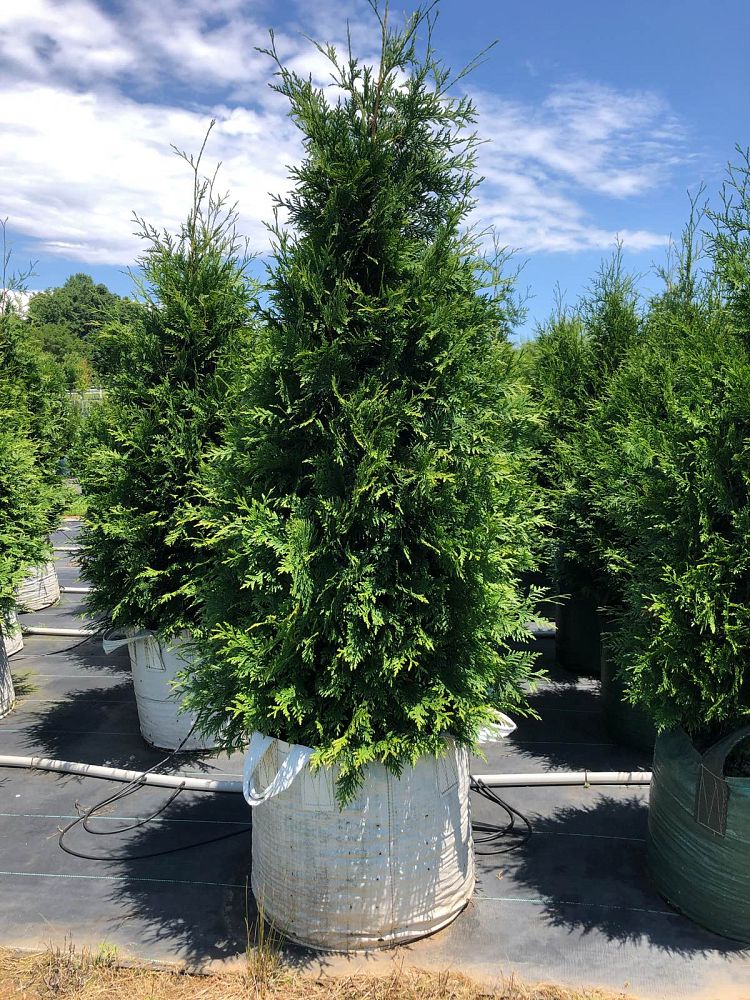 thuja-plicata-green-giant-western-red-cedar-giant-arborvitae
