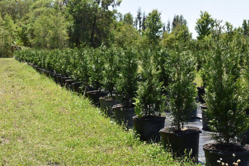thuja-plicata-green-giant-western-red-cedar-giant-arborvitae