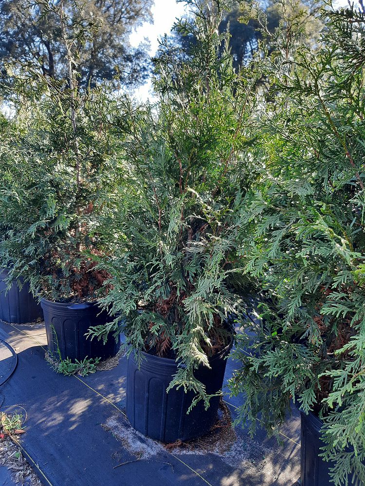 thuja-plicata-green-giant-western-red-cedar-giant-arborvitae