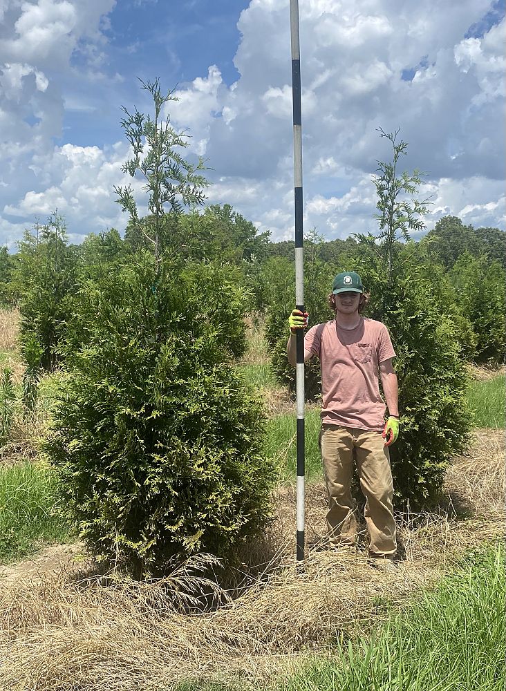 thuja-plicata-green-giant-western-red-cedar-giant-arborvitae