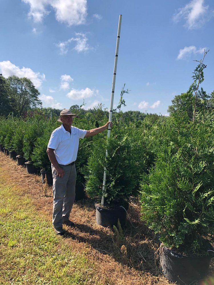 thuja-plicata-green-giant-western-red-cedar-giant-arborvitae